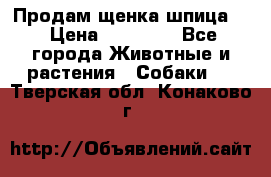 Продам щенка шпица.  › Цена ­ 15 000 - Все города Животные и растения » Собаки   . Тверская обл.,Конаково г.